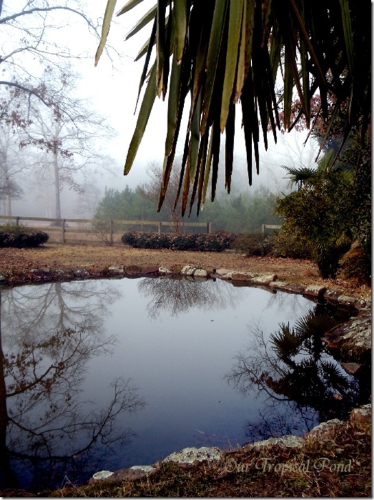 tropical pond in winter