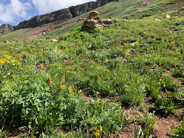 wildflowers