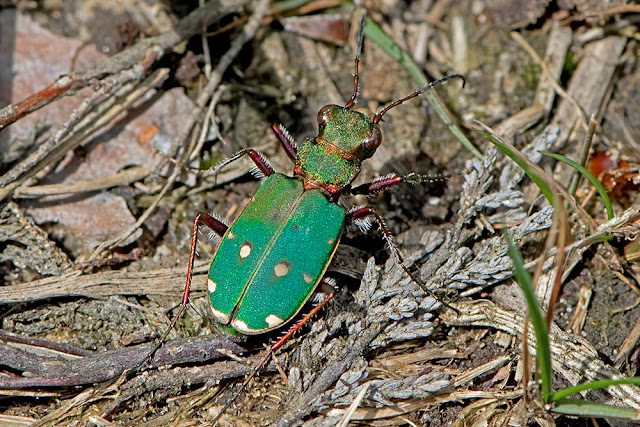 Cicindela campestris the Green Tiger Beetle