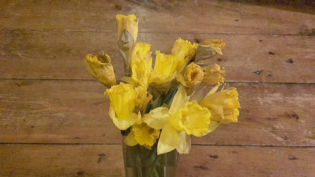 Project 366 2016 day 55 - Daffodils!  // 76sunflowers