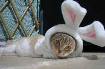 Cat vs Rabbit