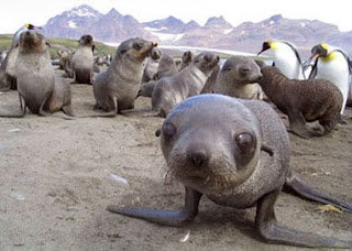 Antarctic Seals Habitats