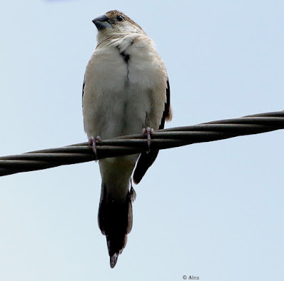 Indian Silverbill