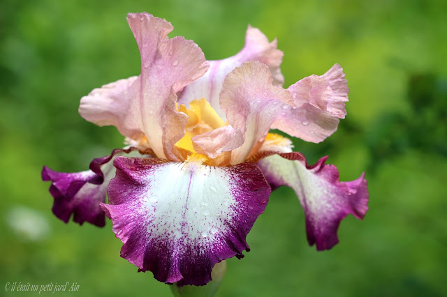 iris change of pace bicolore blc, rose, violet (16)