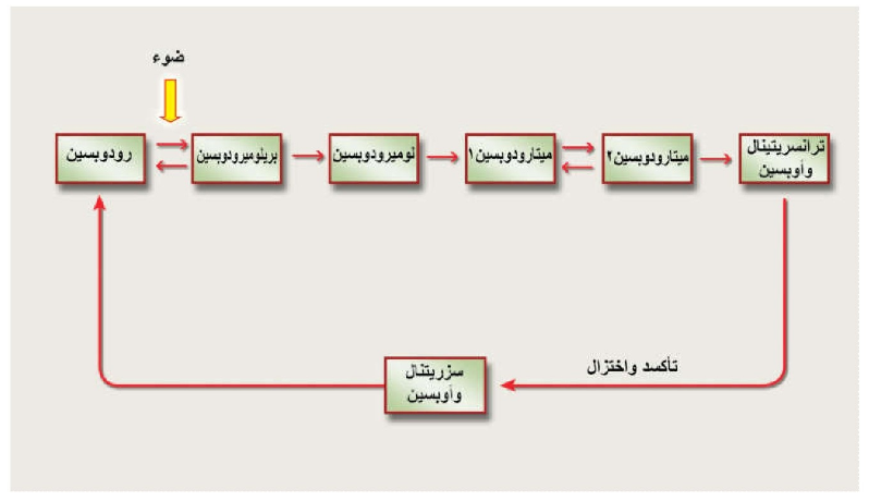 الشكل 12-17: دورة التحولات الأيضية لصبغة رودوبسين أثناء التعرض للضوء والظلام.