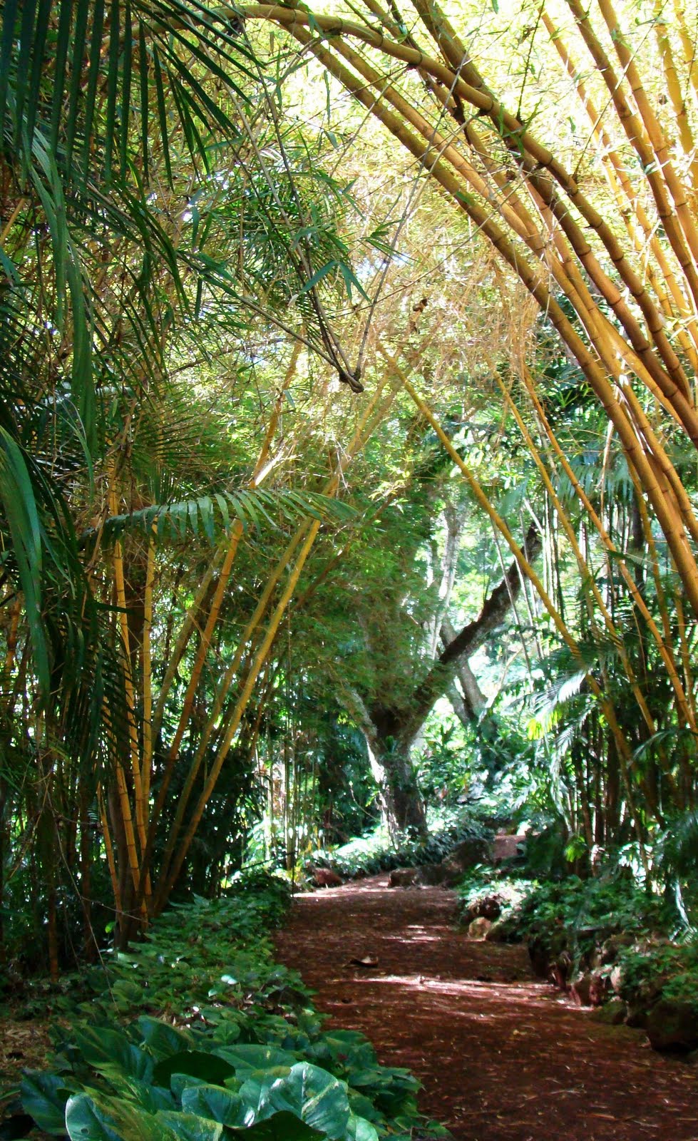 Serenity in the Garden: National Tropical Botanical Garden - Kauai