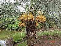 bila kurma kurma in  pokok  kurma malaysia tanaman kita tentang  berbicara spesis atau kl1