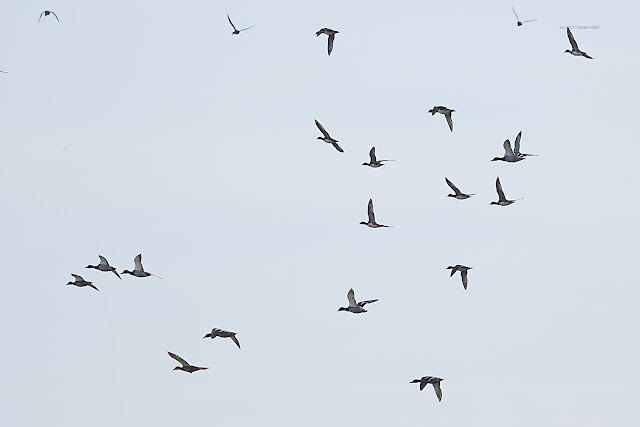 BIF Birds in flight