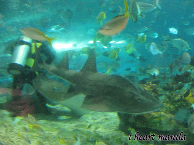 manila ocean park - fish feeding