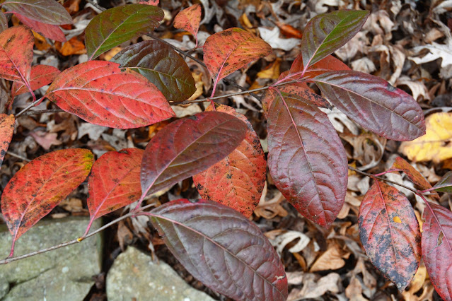 viburnum fall foliage