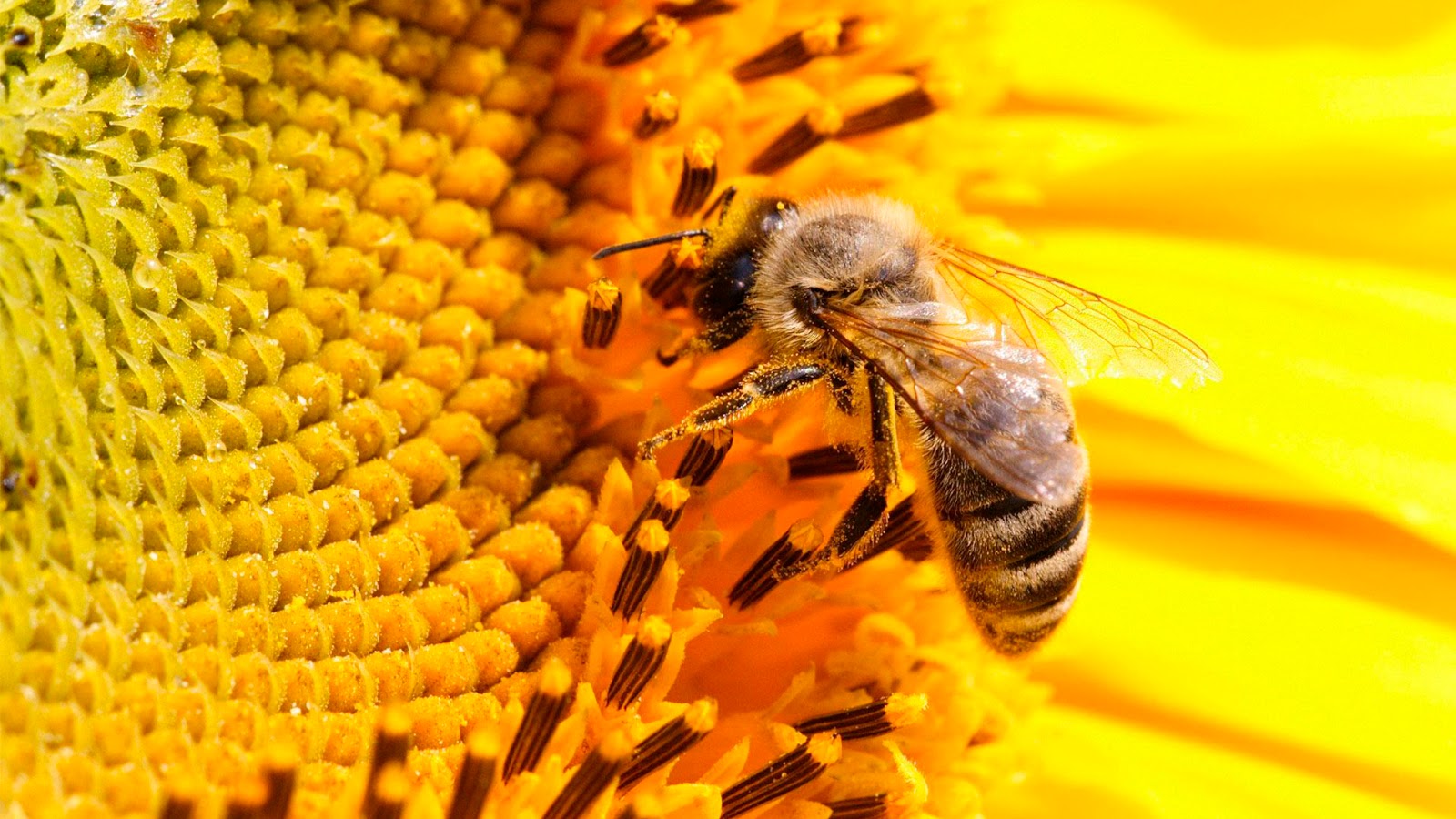 Las abejas están, oficialmente, en peligro de extinción
