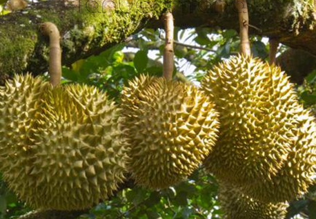 Pesona Keindahan Wisata Kampung Durian Jombang Ihategreenjello