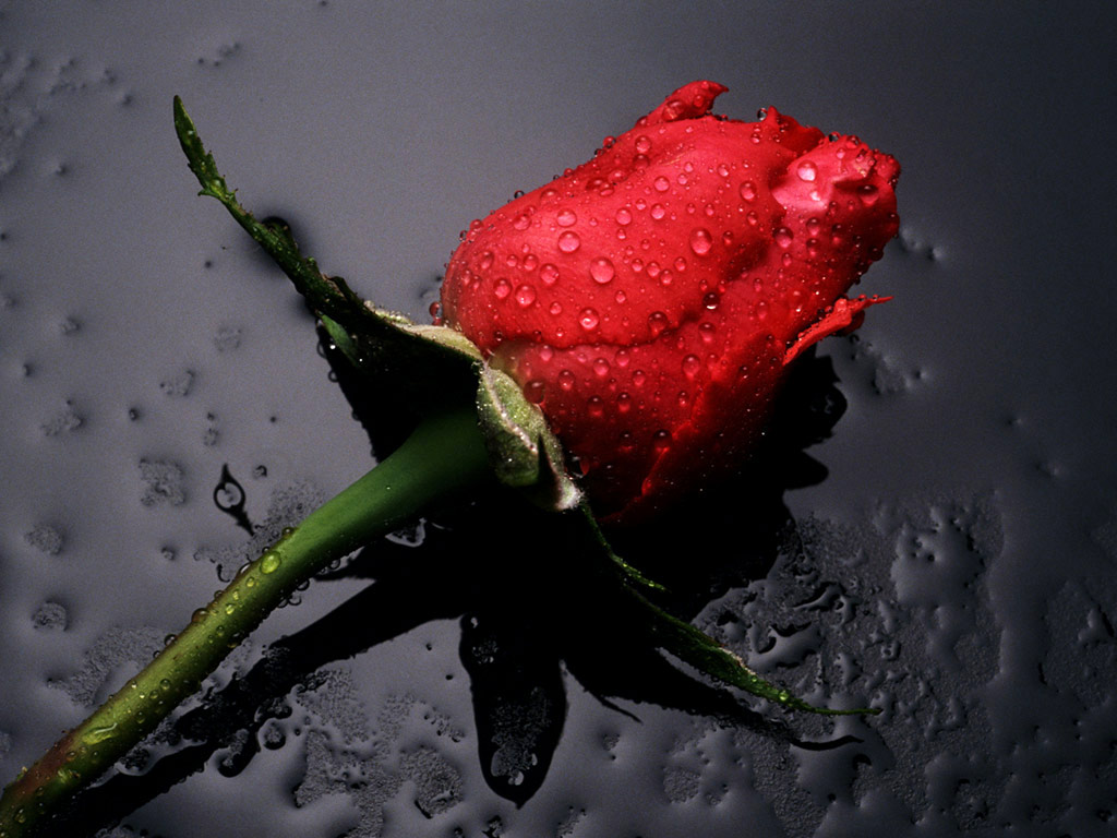  Cute  rose  wallpaper  gallery ONLINE NEWS ICON