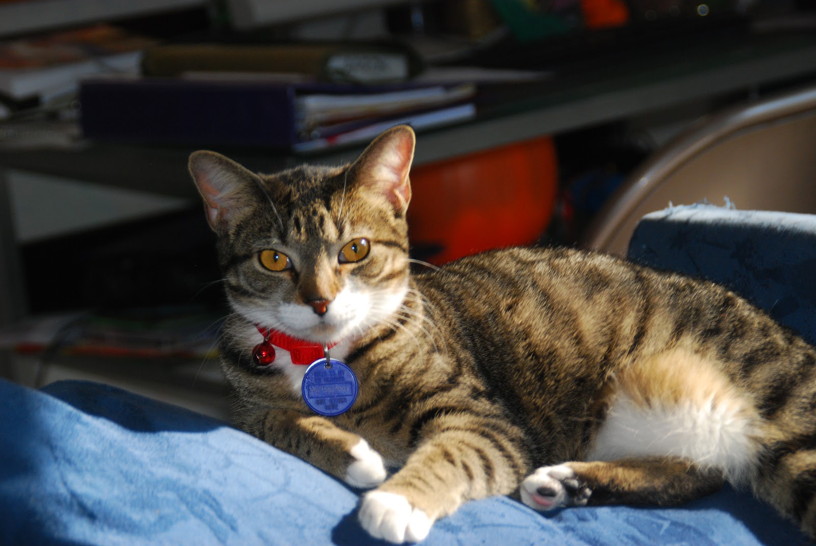 How To Turn Into A Cat In Real Life - toxoplasmosis