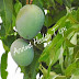 Mango: Benefits of eating mango - Boundless Central purposes behind Mangoes