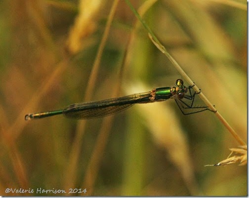 Emerald-Damselfly