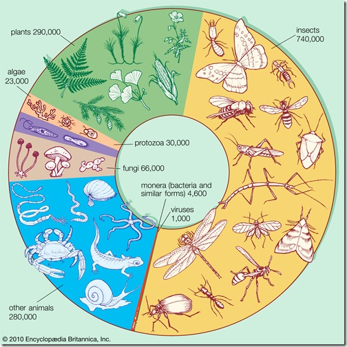 species