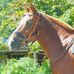 horse riding millie