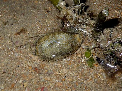 Ovum cowrie, Cypraea ovum