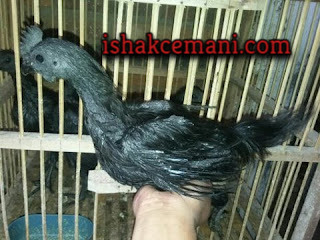 Ayam Cemani Rajeg Wesi