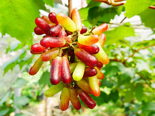 Moondrop Buah Perdana