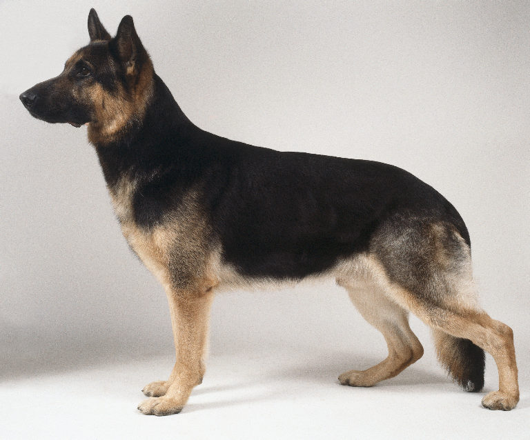 Black And Tan German Shepherd. The German Shepherd Dog is a