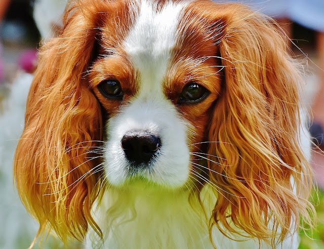 King Charles spaniels for sale