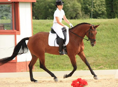 Horse Of The Year Show Fantastic Photos