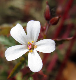 Flower of Herb Robert, Geranium robertianum, behind Keston war memorial. 28 May 2011. A white flowered variety; they are usually more or less pink.