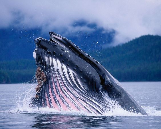 Curiosidades sobre a baleia-azul: Garganta profunda sim, mas nem tanto! - Apesar do tamanho de sua boca, sua garganta é incapaz de engolir um objeto maior que uma bola de praia.   Algo que não podem acusar a baleia-azul é de não ter um grande coração! - Seu coração pesa em torno de 600 kg e é a maior parte de corpo conhecida de todos os animais. 