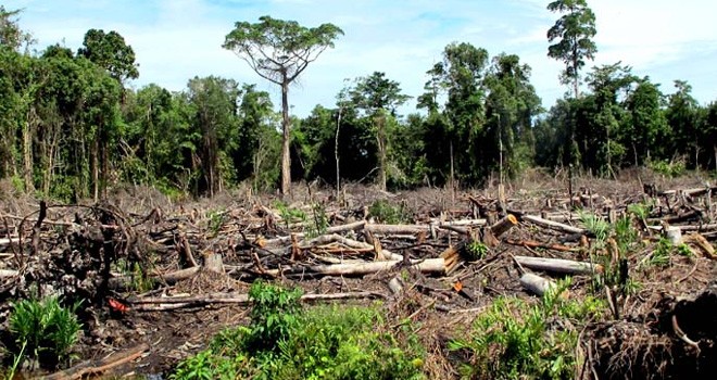 Masalah dan Perusakan Hutan Tropis di Tengah Pandemi Corona,  naviri.org, Naviri Magazine, naviri majalah, naviri