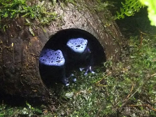 dendrobates azureus