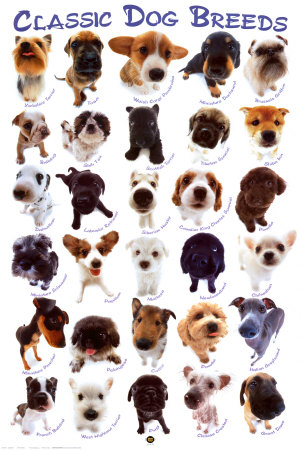 Dog Breed pictures