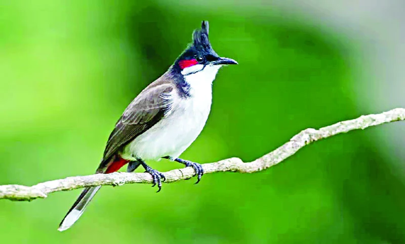 Beautiful Pictures of Bulbul Birds - Babui, Woodpecker, Sparrow, Tuntuni, Bulbul, Beautiful Bird Pictures - birds - NeotericIT.com