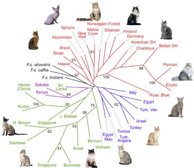 cat breeds types of cats breed domestic cat breeds breeds of cats 400x346