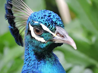 'alt="En la foto se observa en el fondo vegetación y en primer plano a un pavo de plumaje azul con el pico y las plumas de arriba en blanco y negro".