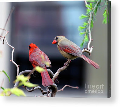 This is a screen shot of a photograph rendered on acrylic and available via Fine Art America. It features a couple of cardinals perched on a branch. The female (brownish) is on the right while the male (red) is on the left. Info re this print is @ https://fineartamerica.com/featured/cardinal-love-3-patricia-youngquist.html?product=acrylic-print