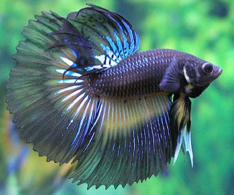 betta cute fish pic