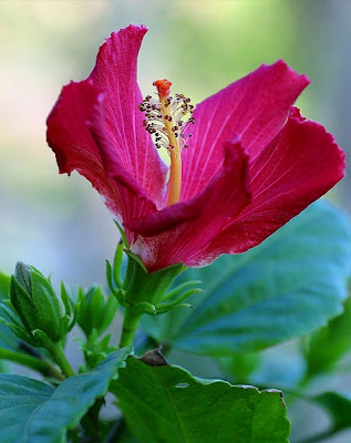 Pink HD flower