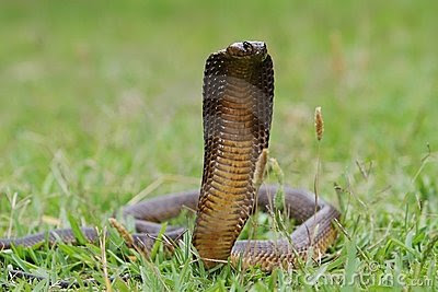 Cape Cobra