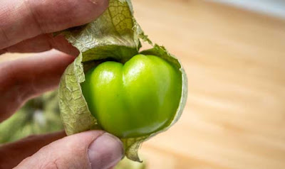 Tomatillo hijau atau dikenal Green tomatillos (Physalis philadelphica)