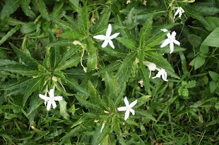Obat Asma Tradisional Alami Paling Ampuh dengan menggunakan bunga kenanga cermai daun ki tolod