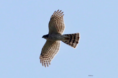 Eurasian Sparrowhawk - winter visitor