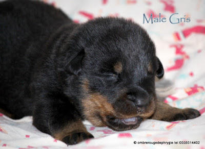 chiot beauceron disponible à l'élevage de l'ombre rouge de phrygie