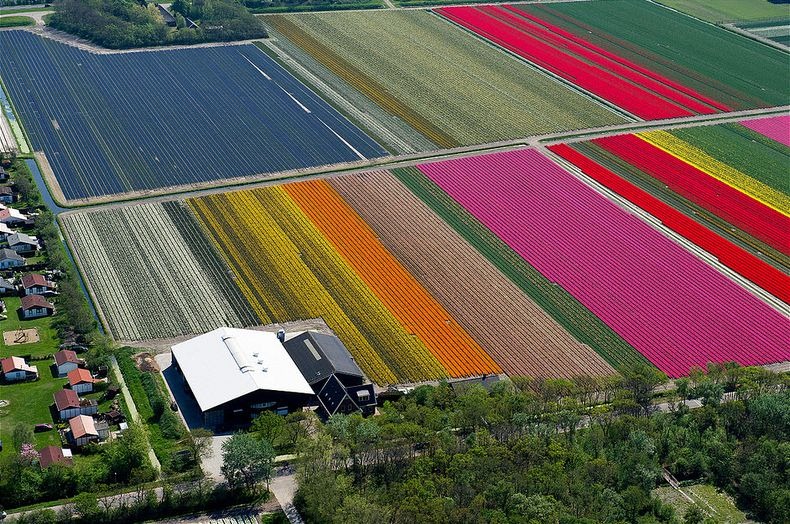 tulip-field-8 tulip-field-8