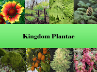 Kumpulan Soal-soal Kingdom Plantae