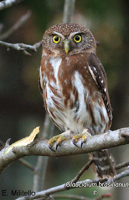 Ferruginous pygmy Owl