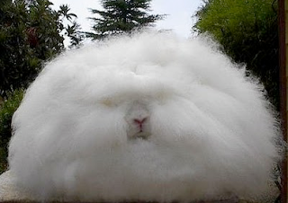 Angora Rabbit