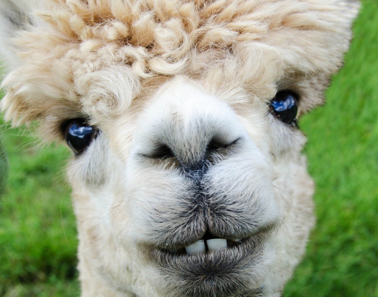 About the Alpaca, the Little Camel in Sheep's Clothing