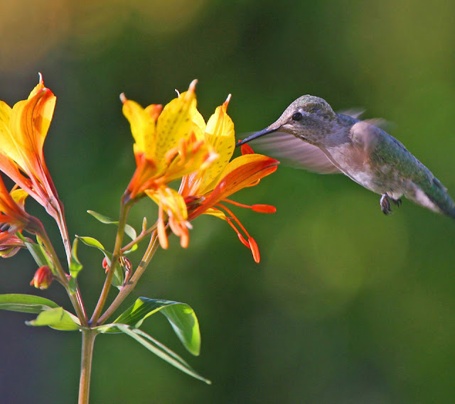 Flowers For Humming Birds